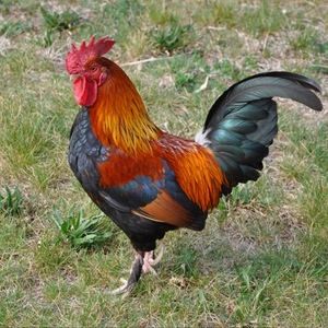 Meet your Posher, Zach